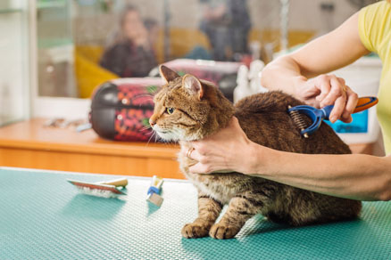 Cat getting fur groomed